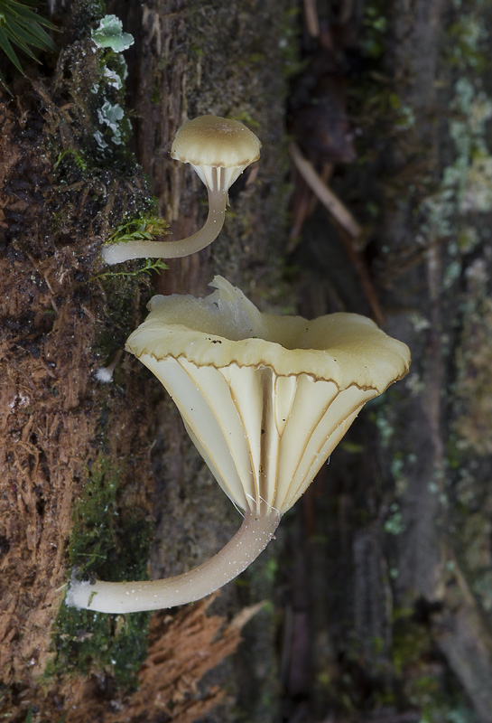 Lichenomphalia umbellifera